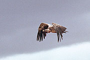 Picture 'KT1_18_03 Ruppels Griffon Vulture, Vulture, Kenya, Amboseli'